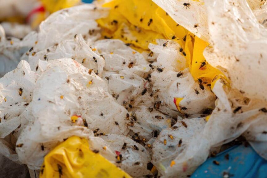 生ゴミの虫が増殖する季節や湿度に要注意