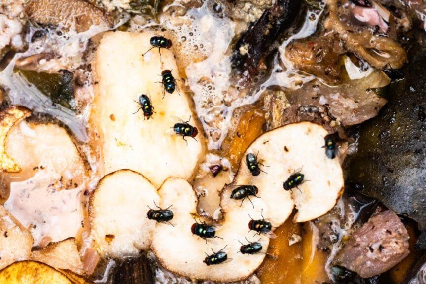 生ゴミにはなぜ小さい虫が発生するのか?その理由は?